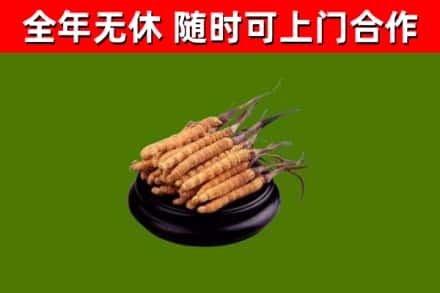 荆州市回收冬虫夏草