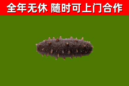 荆州市回收海参干